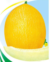 F1 yellow peel white flesh musk melon seeds Cantaloupe seeds for growing-Super Early King