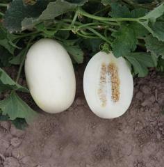 F1 Cantaloupe Sweet Melon Seeds-White Diamond