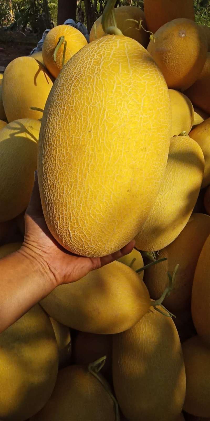 F1 yellow peel white flesh musk melon seeds Cantaloupe seeds for growing-Super Early King