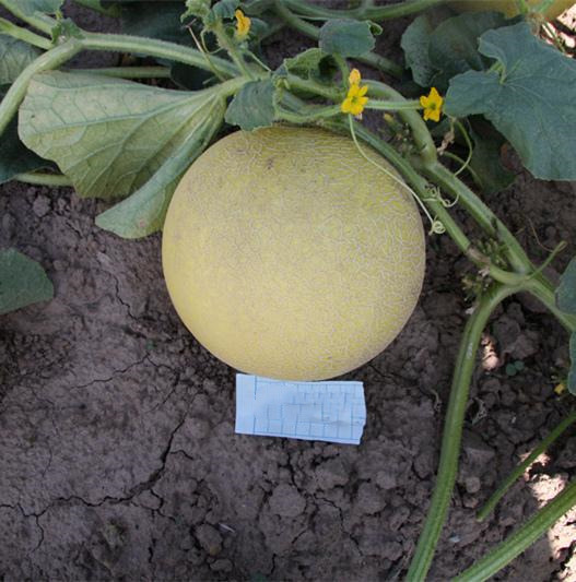 F1 yellow peel green flesh round musk melon seeds Cantaloupe seeds for growing-Early Honey