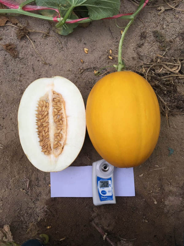 F1 yellow peel white flesh musk melon seeds Cantaloupe seeds for growing-Red Honey No.6