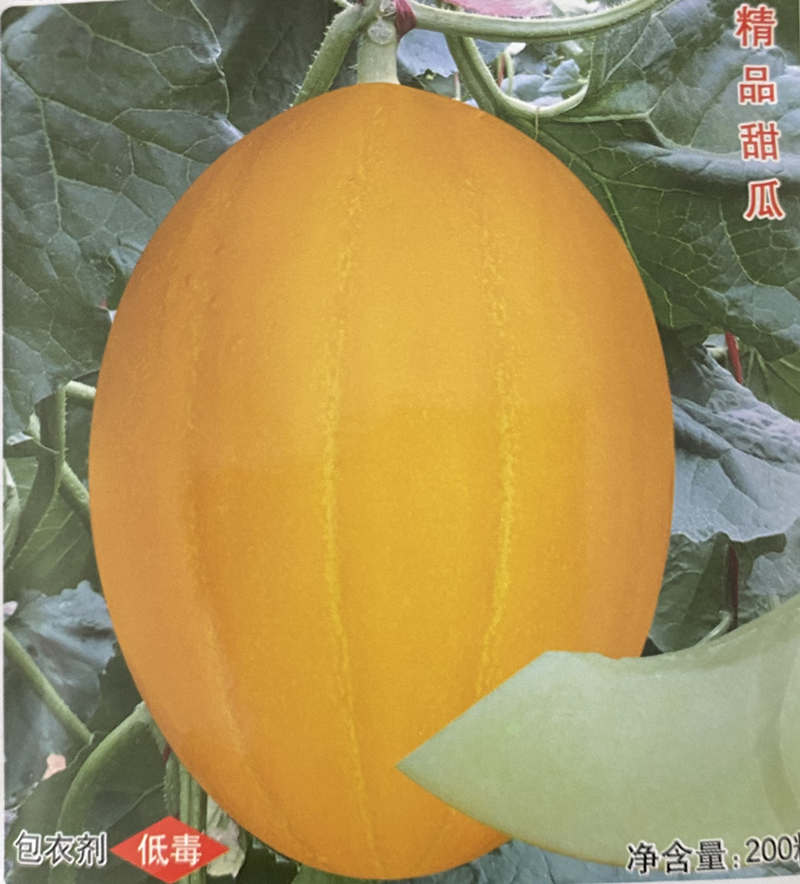 F1 yellow peel white flesh musk melon seeds Cantaloupe seeds for growing-Red Honey No.6