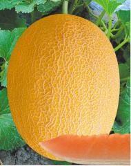 F1 Cantaloupe Sweet Musk Melon Hami Melon Seeds-Yellow Honey No.4