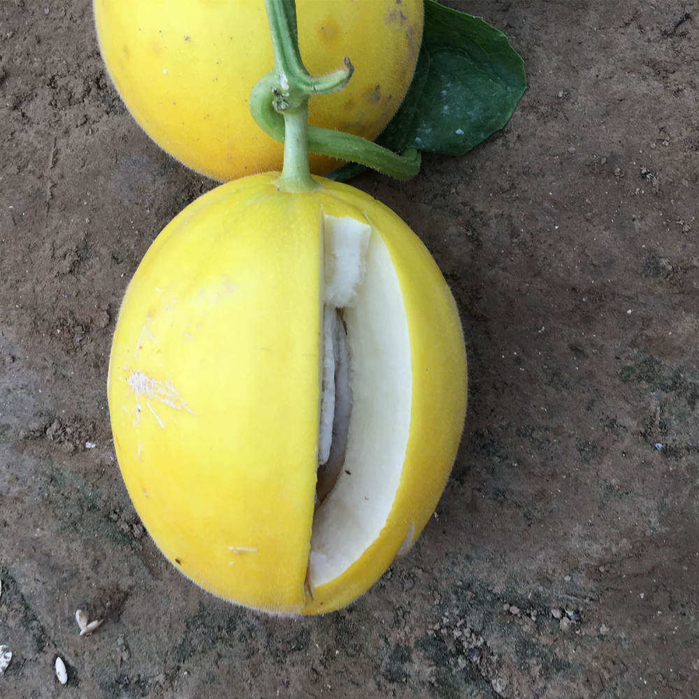 F1 yellow peel white flesh musk melon seeds Cantaloupe seeds for growing-Red Honey No.6
