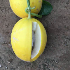 F1 yellow peel white flesh musk melon seeds Cantaloupe seeds for growing-Red Honey No.6