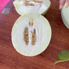 F1 Cantaloupe Sweet Musk Melon Hami Melon Seeds-White Meteor No.1