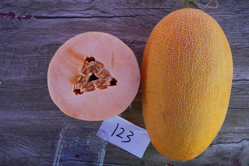 F1 Cantaloupe Sweet Musk Melon Hami Melon Seeds-Yellow Honey No.5