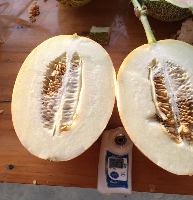 F1 yellow peel white flesh musk melon seeds Cantaloupe seeds for growing-Red Honey No.6