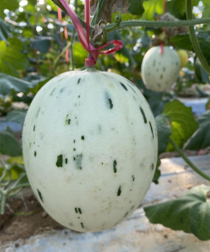F1 Cantaloupe Sweet Musk Melon Hami Melon Seeds-White Meteor No.1