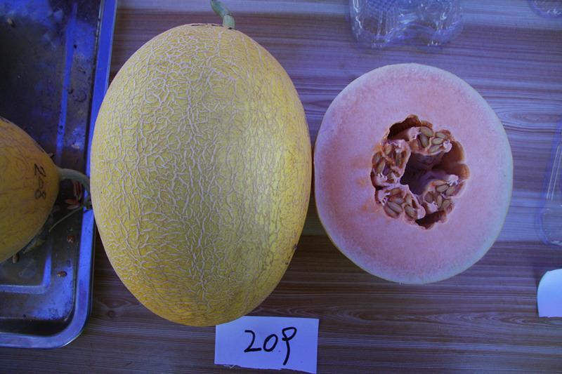 F1 Cantaloupe Sweet Musk Melon Hami Melon Seeds-Yellow Honey No.4