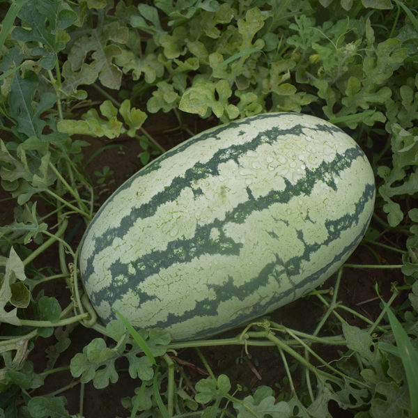 F1 Seeded Watermelon Seeds-Sky Dragon No.4