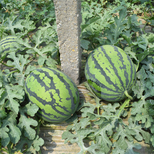 F1 Seeded Watermelon Seeds-Sweet King