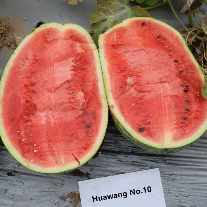 F1 Seeded Watermelon Seeds-Huawang No.10