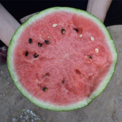 F1 Seeded Watermelon Seeds-National Treasure No.1