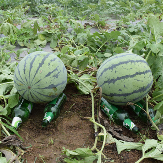 F1 Seeded Watermelon Seeds-National Treasure No.9