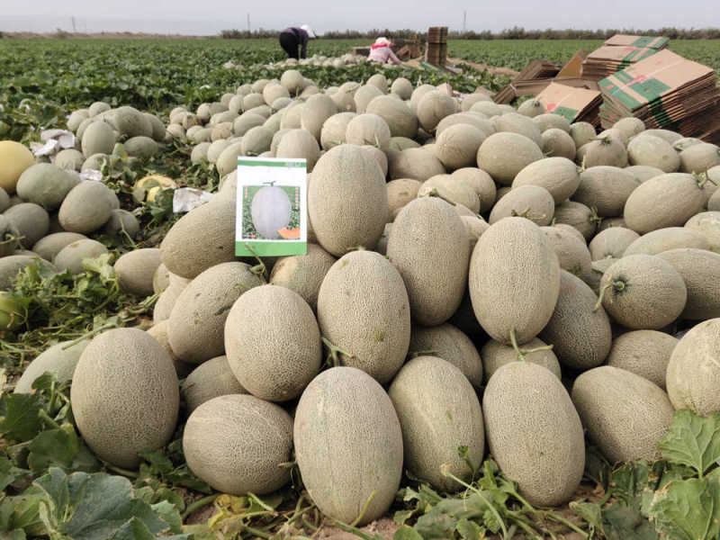 Bulk F1 Sweet Hami Musk Melon Cantaloupe Seeds For Planting-Crisp Honey Baby