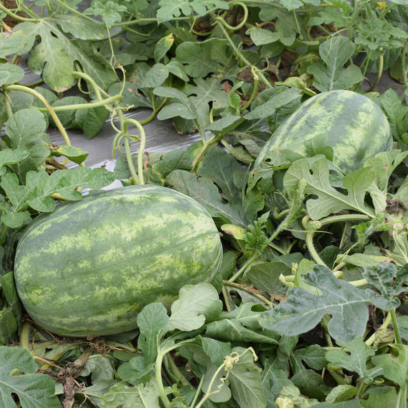F1 Seeded Watermelon Seeds-Huawang No.10