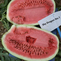 F1 Seeded Watermelon Seeds-Sky Dragon No.1
