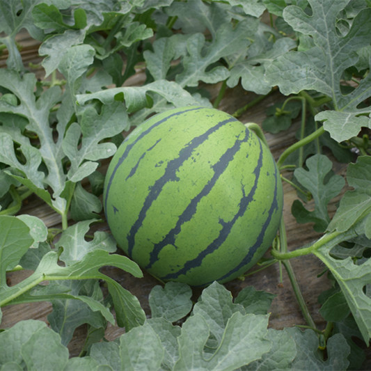 F1 Seeded Watermelon Seeds-National Treasure No.1