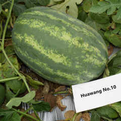 F1 Seeded Watermelon Seeds-Huawang No.10