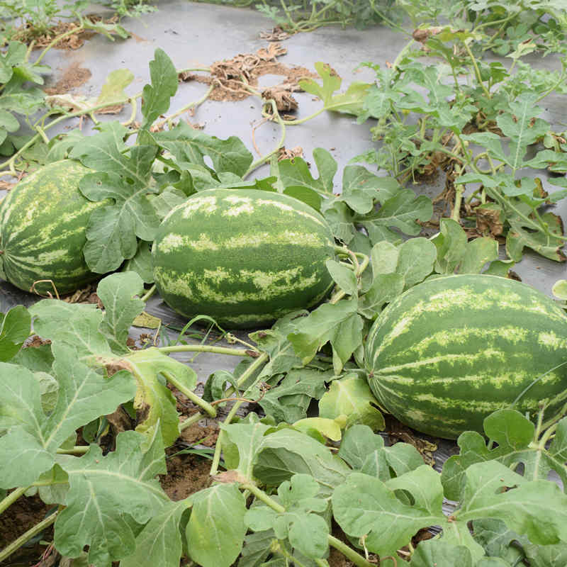 F1 Seeded Watermelon Seeds-Huawang No.10