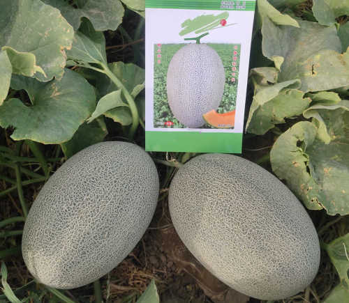 Bulk F1 Sweet Hami Musk Melon Cantaloupe Seeds For Planting-Crisp Honey Baby