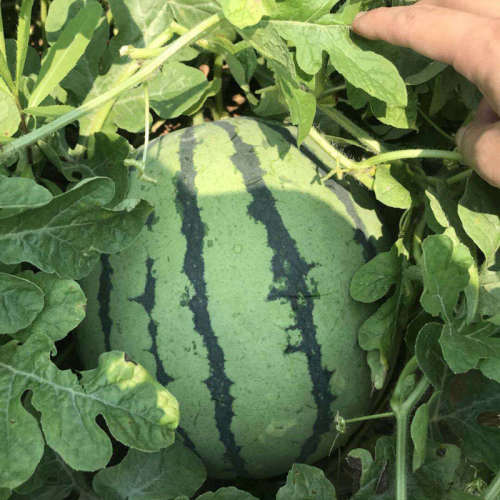 F1 Seeded Watermelon SeedsNational Treasure No.5,Fruit Seeds