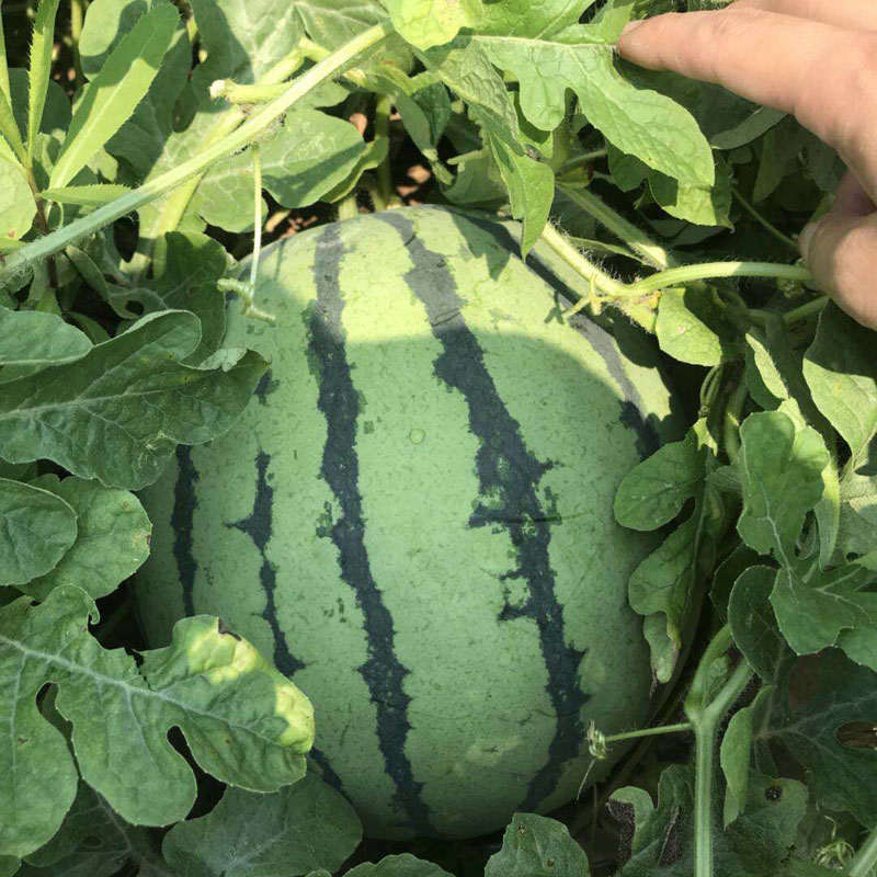 F1 Seeded Watermelon Seeds-National Treasure No.5