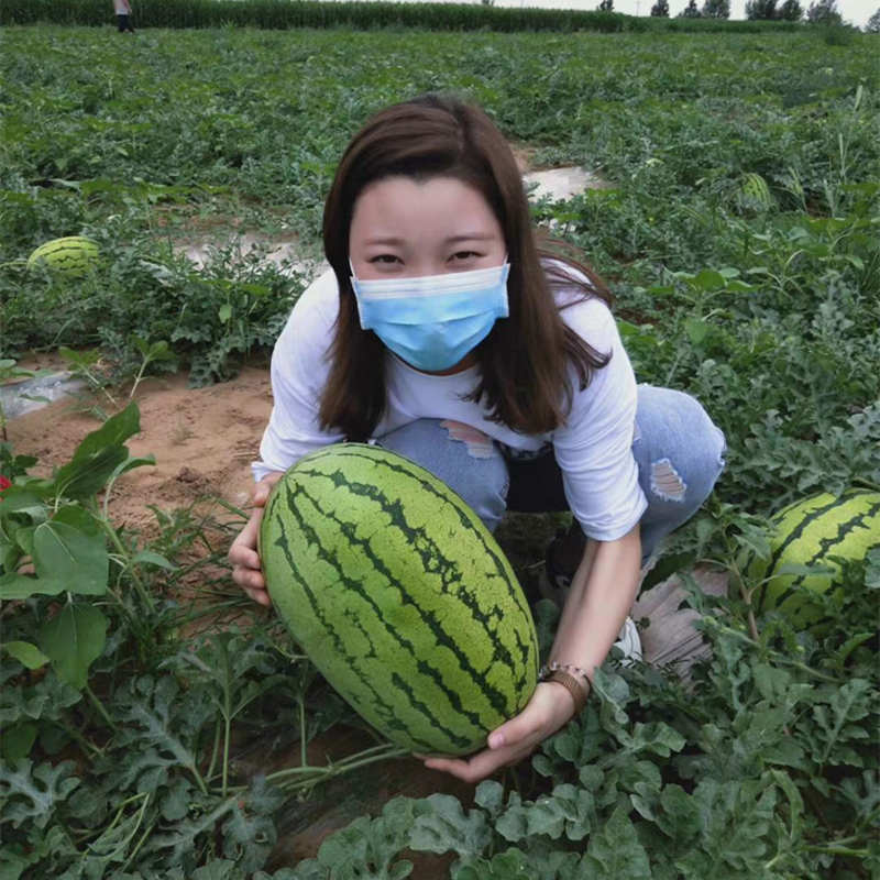 F1 Seeded Watermelon Seeds-Sky Dragon No.3