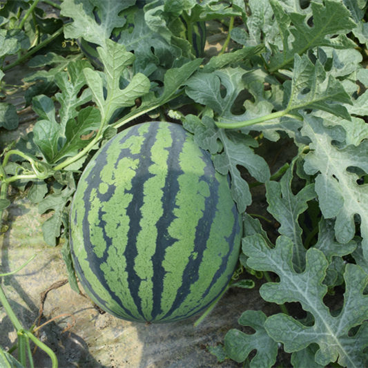 F1 Seeded Watermelon Seeds-Sweet King