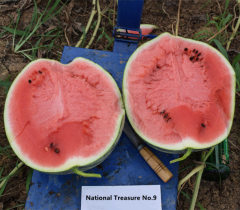 F1 Seeded Watermelon Seeds-National Treasure No.9