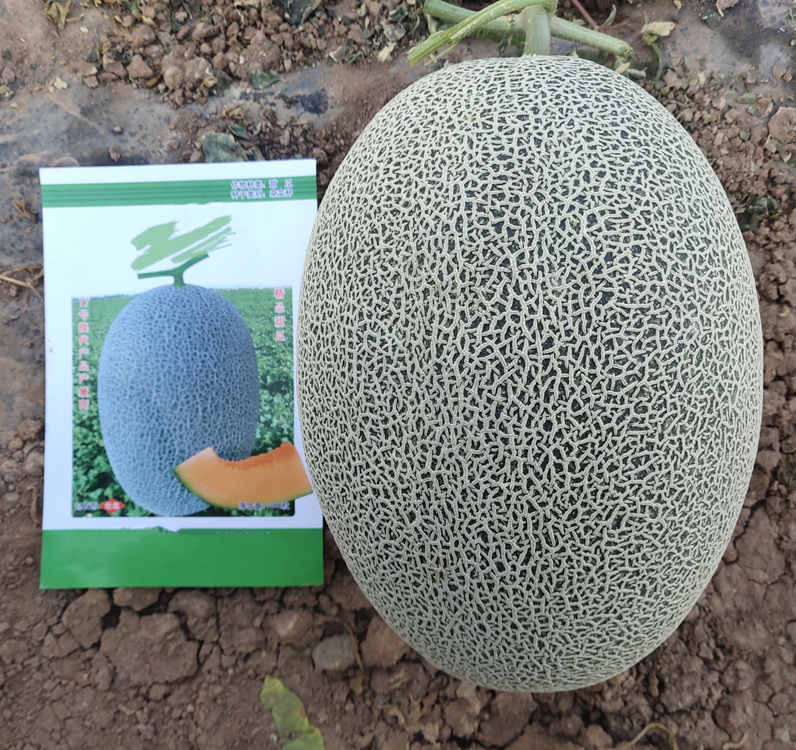 Bulk Sale F1 Sweet Hami Musk Melon Cantaloupe Seeds For Planting-Green Honey King No.3