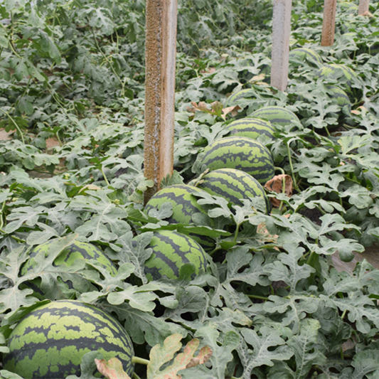 F1 Seeded Watermelon Seeds-Sweet King