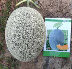 Bulk Sale F1 Sweet Hami Musk Melon Cantaloupe Seeds For Planting-Green Honey King No.3