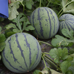 F1 Seeded Watermelon Seeds-National Treasure No.9