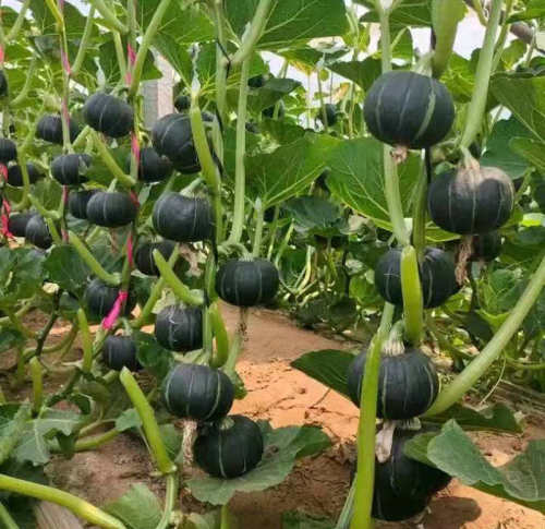 F1 Pumpkin Seeds- Beibei No.4