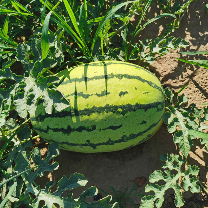 F1 Seeded Watermelon Seeds-Sky Dragon No.2