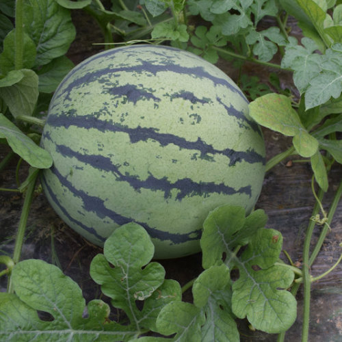 F1 Seeded Watermelon SeedsNational Treasure No.10,Fruit Seeds