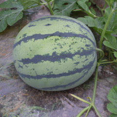 F1 Seeded Watermelon Seeds-National Treasure No.10