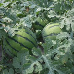 F1 Seeded Watermelon Seeds-National Treasure No.1
