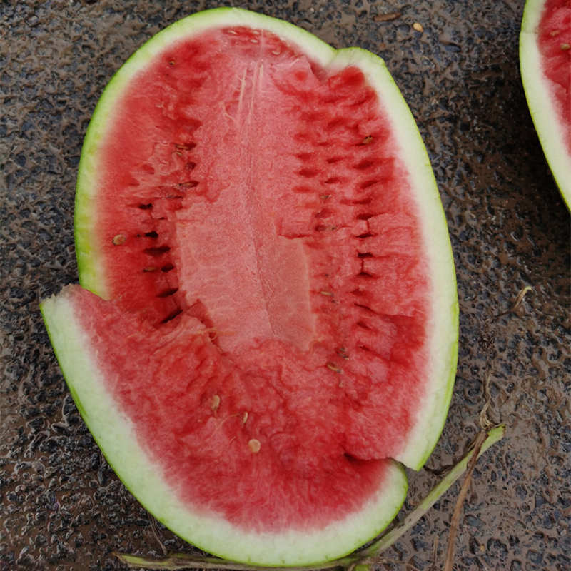 F1 Seeded Watermelon Seeds-Sky Dragon No.2