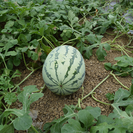 F1 Seeded Watermelon Seeds-Sky Dragon No.1