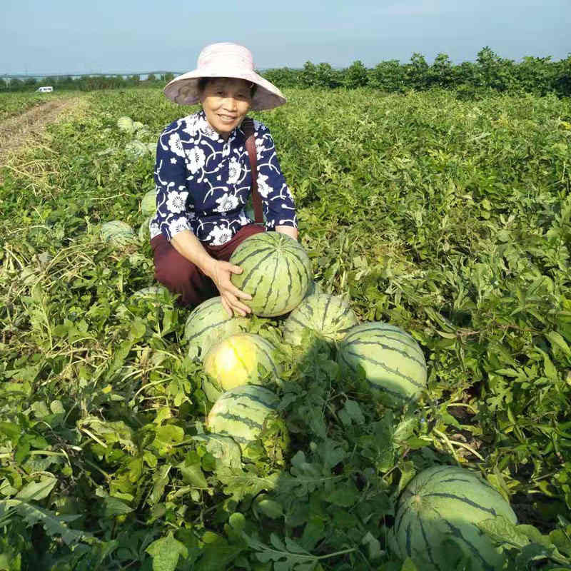 F1 Seeded Watermelon Seeds-National Treasure No.5