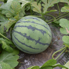 F1 Seeded Watermelon Seeds-National Treasure No.9