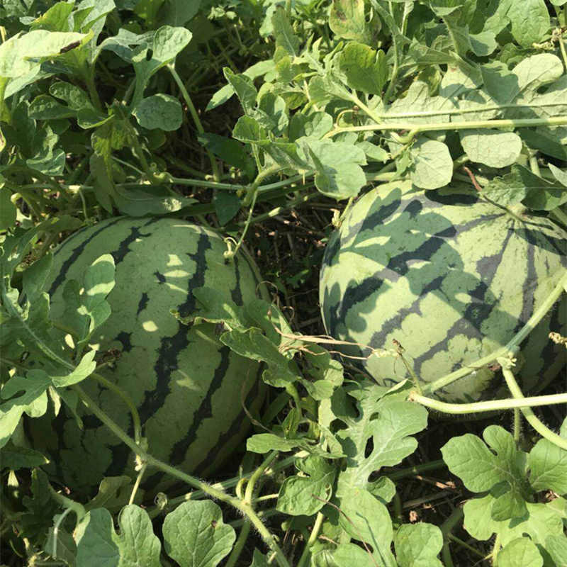 F1 Seeded Watermelon Seeds-National Treasure No.5