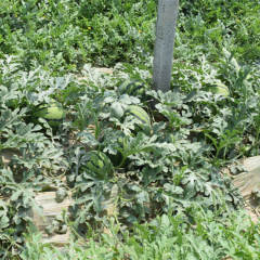 F1 Seeded Watermelon Seeds-National Treasure No.1