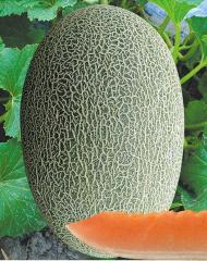 F1 Sweet Light Green Peel Hami Musk Melon Cantaloupe Seeds For Planting-Sweet Heart No.1