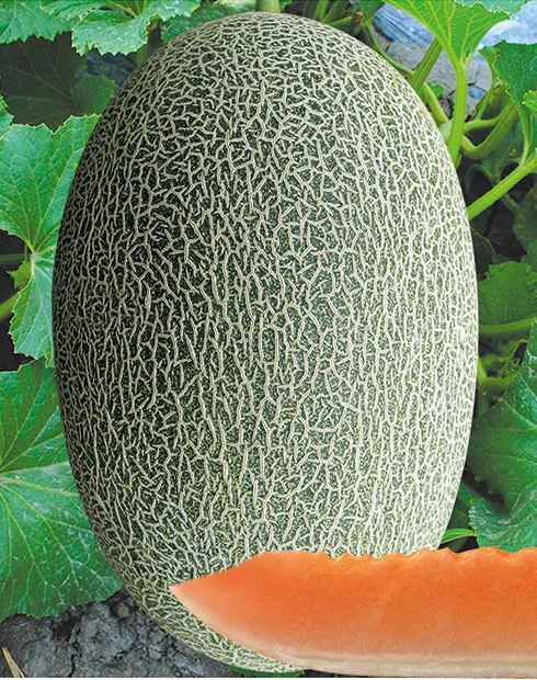 F1 Sweet Light Green Peel Hami Musk Melon Cantaloupe Seeds For Planting-Sweet Heart No.1