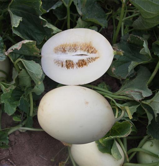 F1 Sweet Melon Honeydew Cantaloupe Seeds For Sale-Early White Pear