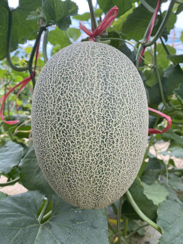 F1 Sweet Light Green Peel Hami Musk Melon Cantaloupe Seeds For Planting-Green Honey King No.2